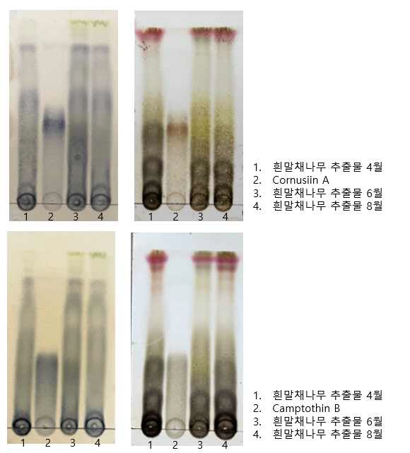 흰말채나무 추출물 계절별 TLC 패턴 분석