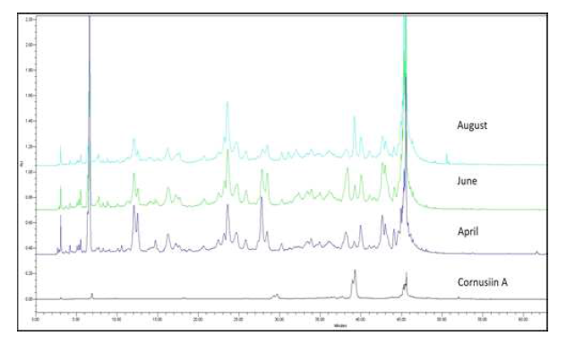 계절별 흰말채나무 추출물 HPLC chromatogram