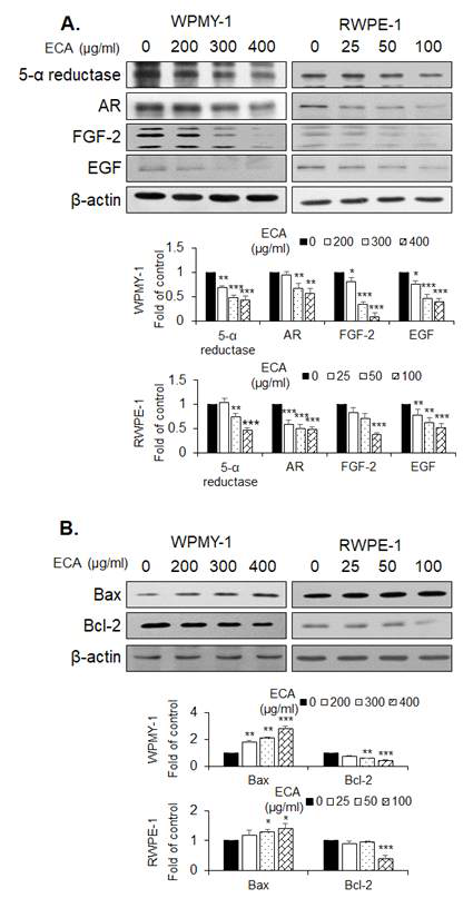 흰말채나무 추출물의 전립선 기질세포(WPMY-1)와 상피세포(RWPE-1)의 전립선 비대증 억제 관련 biomarker 발현변화 ( * p<0.05, ** p<0.01, *** p<0.001)