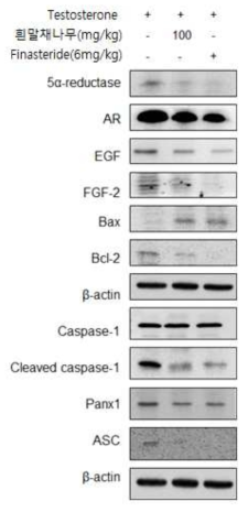 흰말채나무 추출물 처리에 의한 전립선 조직의 5-a reductase, AR, EGF, FGF-2, Bax, Caspase-1, Panx1 ASC 단백질 발현 양상