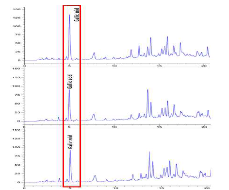 흰말채나무 각 Lot 당 gallic acid 함량 측정 결과