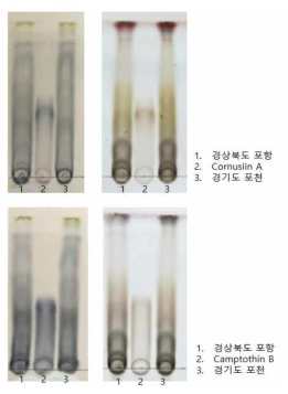 흰말채나무 추출물 지역별 TLC 패턴 분석