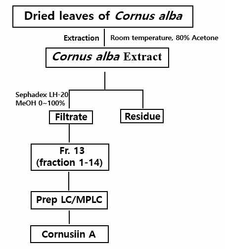 Cornusiin A 분리 흐름도