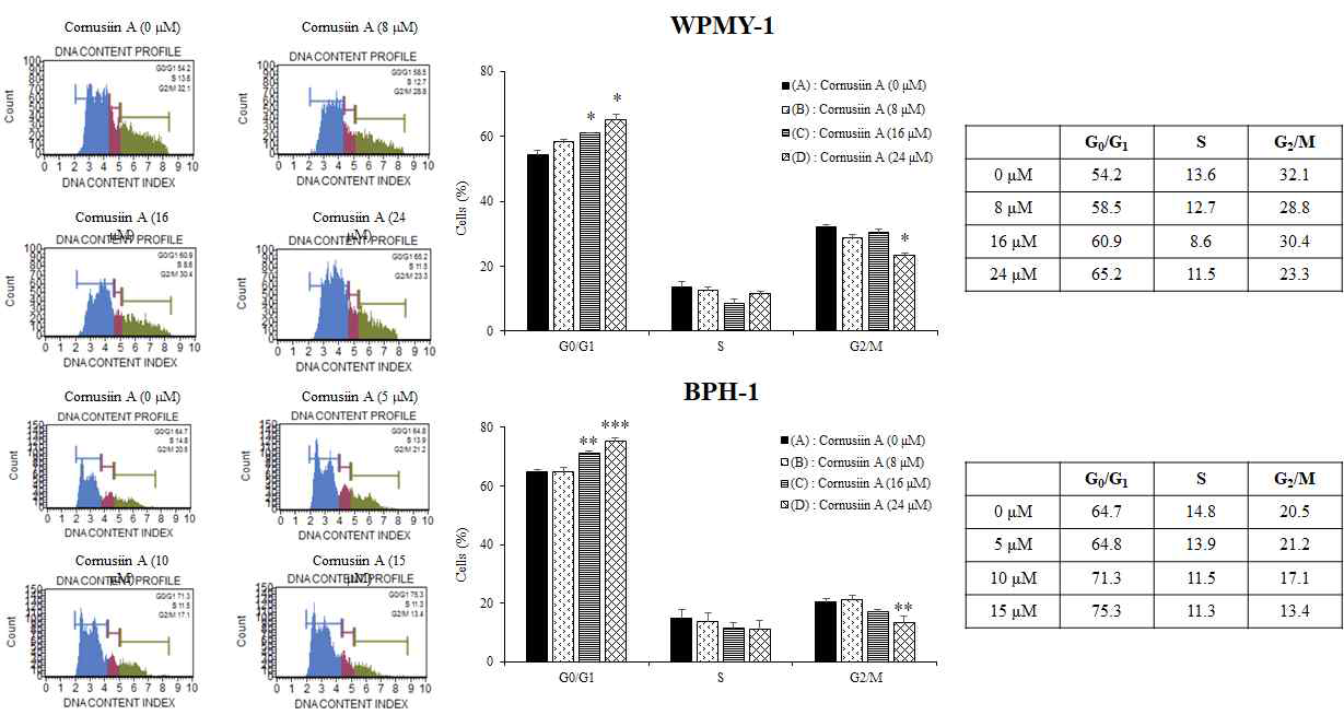 흰말채나무 화합물 Cornusiin A 처리에 의해 전립선 세포주기 변화 확인. ( * p<0.05, ** p<0.01, *** p<0.001)