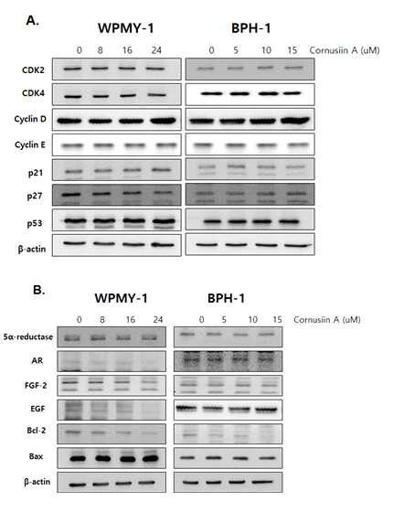 흰말채나무 화합물 Cornusiin A 처리에 의해 전립선 세포의 세포주기 조절인자 발현변화 A. 세포주기 관련 인자 B. 전립선 세포의 전립선 비대증 관련 단백질의 발현평가세포주기 조절(negative regulator) 인자