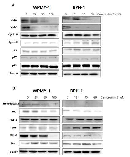 흰말채나무 화합물 Comptothin B 처리에 의해 전립선 세포의 세포주기 조절인자 발현변화. A. 세포주기 관련 인자 B. 전립선 세포의 전립선 비대증 관련 단백질의 발현평가세포주기 조절(negative regulator) 인자