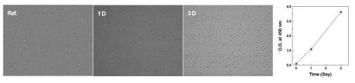 배양된 ATDC5 세포의 형상 확인 및 증식 경향 분석