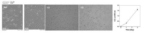 배양된 ATDC5 세포의 형상 확인 및 증식 경향 분석