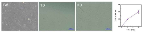 배양된 HULEC-5a 세포의 형상 확인 및 증식 경향 분석