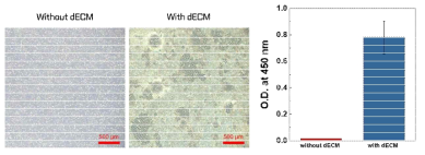 dECM 성분 여부에 따른 하이드로젤 표면 세포부착능 향상