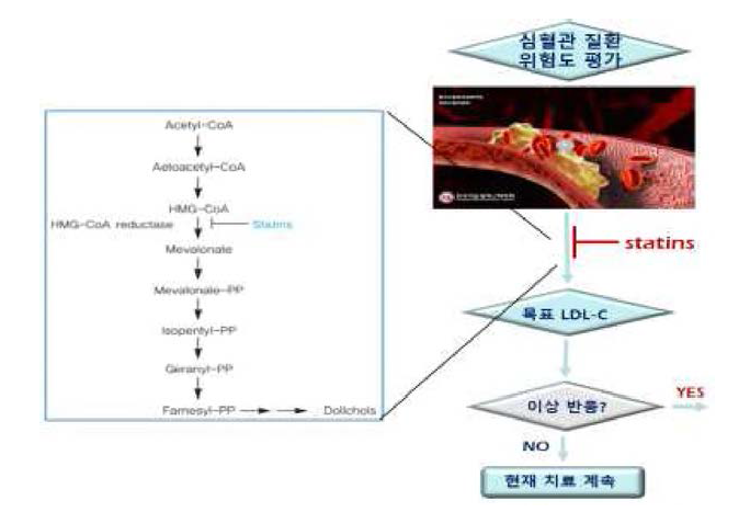 스타틴의 작용 기전 및 치료 전략