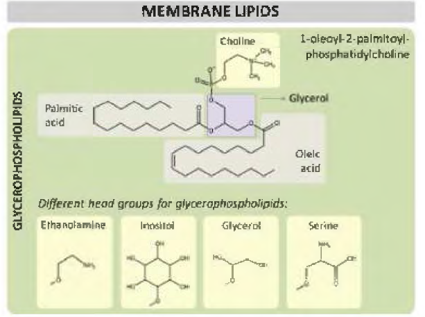 글리세롤을 중심 축으로 하는 막지질 구성