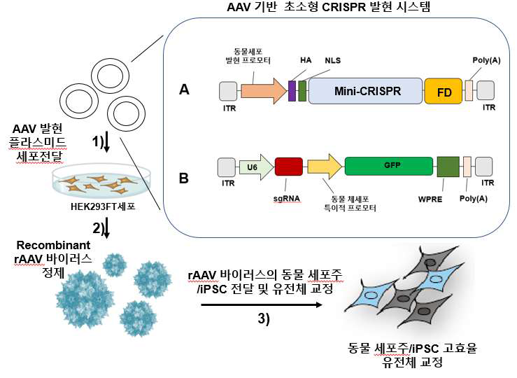 재조합 AAV 바이러스 이용 초소형화 크리스퍼 시스템(mini-CRISPR)의 인체 유래세포주 및 유도만능줄기세포 전달. 1) mini-CRISPR 탑재 AAV 재조합 플라스미드의 HEK293FT 세포내 전달, 2) 고역가 rAAV 바이러스 정제, 3) rAAV 바이러스의 인체유래세포주/유도만능줄기 세포 전달 및 유전체 교정 유도. FD: functional domain
