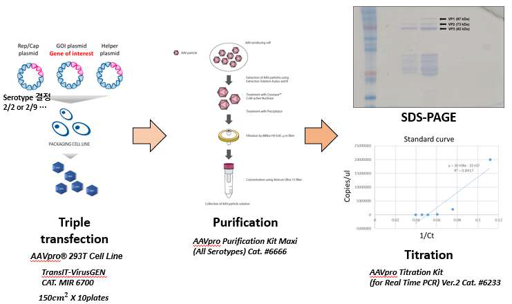 초소형화 유전자 가위(Mini-CRISPR) 탑재 재조합 AAV 바이러스 정제 및 역가 측정 모식도