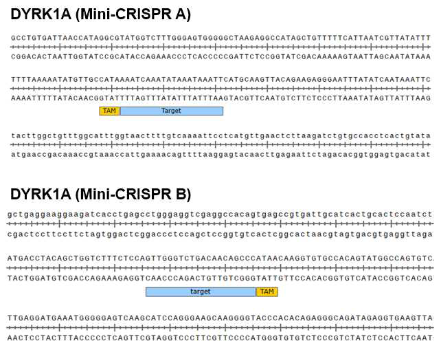 초소형 유전자 가위(Mini-CRISPR)의 세포 내 표적 유전자 정보