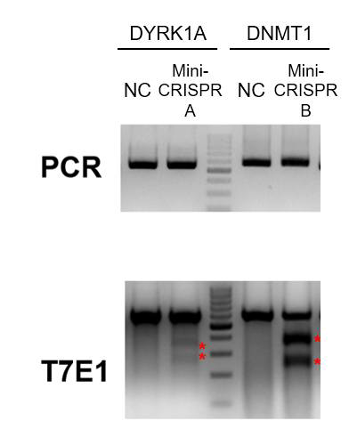 초소형화 유전자 가위(Mini-CRISPR)의 세포 내 유전체 교정 확인 결과