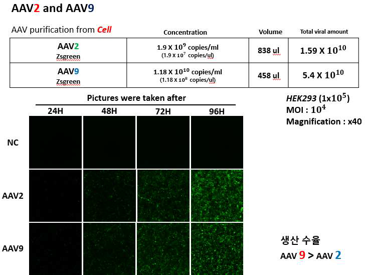 재조합 AAV 바이러스의 serotype 별 외부 유전자 발현 테스트 결과