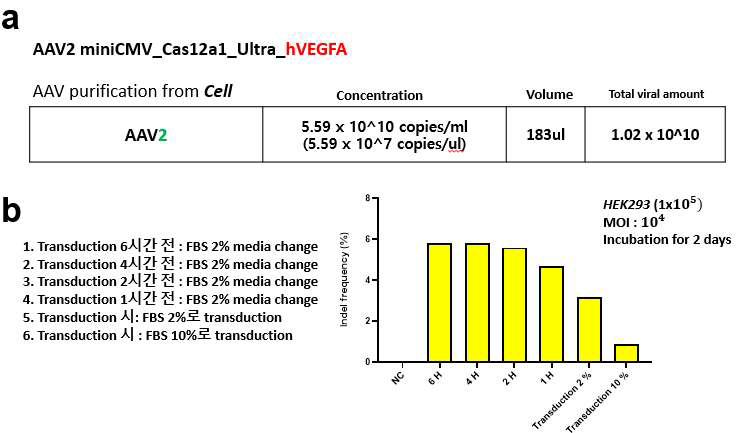 고효율 유전자 가위(Ultra-Cas12a1) 탑재 재조합 AAV 바이러스 이용 유전자 교정 유도 실험
