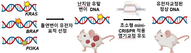 초소형화 유전자 가위(Mini-CRISPR) 이용 뇌종양 세포내 돌연변이 유전자 표적 제거 및 교정에 의한 치료법 제시