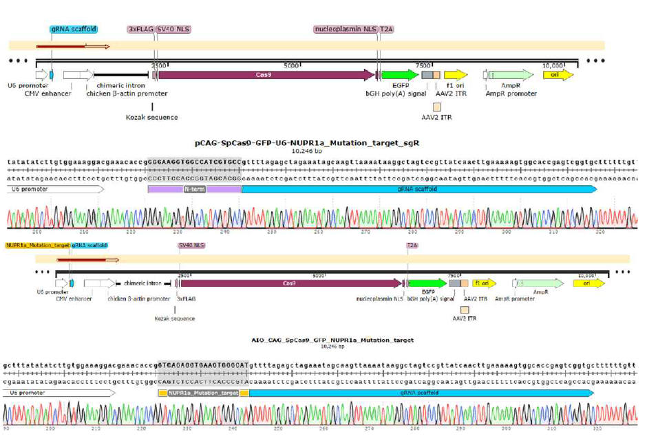 뇌종양 환자 유래 세포주내 NUPR1 유전자 표적 크리스퍼 유전자 가위 및 guide RNA 발현벡터 제작