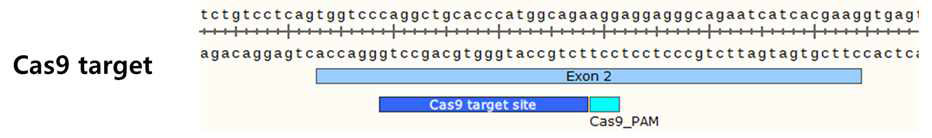 CRISPR/Cas9와 같은 표적 서열을 지닌 mini-CRISPR의 표적 서열