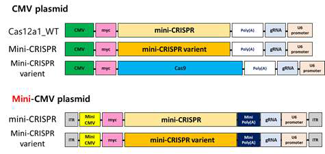 인체유래세포주 대상 mini-CRISPR 기반 유전자 교정 시스템. 초소형화 크리스퍼 시스템(mini-CRISPR)의 개략도와 각각의 인체 유래 세포내 발현 벡터 시스템