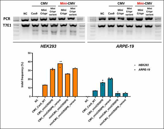 인체유래세포주인 HEK293 및 ARPE-19에서의 mini-CRISPR system의 효율 평가
