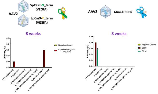 영장류 안구 내 CRISPR/Cas9 과 mini-CRISPR 주입 후, 부위 별 교정 효율 비교 (8 주차)