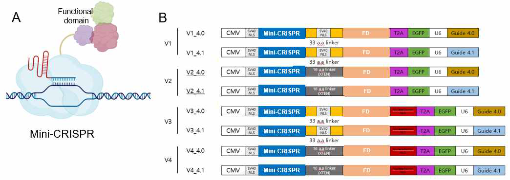 인체유래세포주/유도만능줄기세포 대상 초소형 CRISPR 기반 유전자 교정 시스템. 초소형화 크리스퍼 시스템(mini-CRISPR)의 개략도(A)와 각각의 인체 유래 세포내 발현 벡터 시스템(B). (A) 표적 유전자의 발현량을 조절할 수 있는 초소형 크리스퍼 시스템(mini-CRISPR), (B) mini-CRISPR 시스템은 인체유래세포내 발현과 활성화를 최적화하기 위해 다양한 링커와 세포핵내 이동 시그널로 조합되어 제작되었음