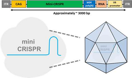 AAV에 탑재되는 mini-CRISPR의 All-in-One 시스템