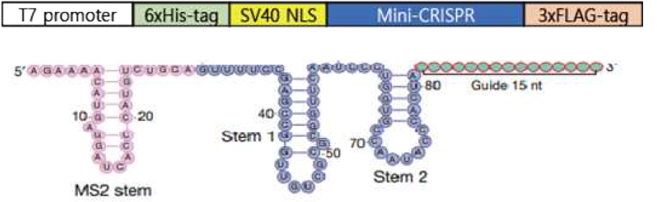 초소형 유전자 가위(Mini-CRISPR)의 유전자 교정 효율 향상을 위한 최적합 RNP 제작 방식. 상단: 초소형 유전자 가위(Mini-CRISPR) 단백질 정제를 위한 최적화 발현 벡터 구성도. 하단: 초소형 유전자 가위(Mini-CRISPR) 최적화 guide RNA 제작