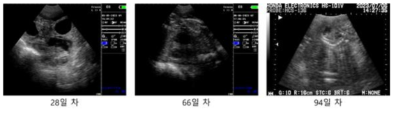 #M12-24 초음파 측정 사진, 이식 후 28일/66일/94일