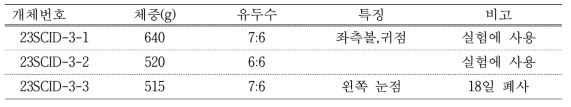 #FC-29 대리모 생산 자돈 생시정보