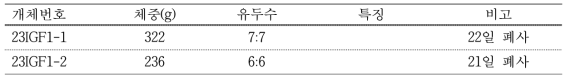 #GB-21 대리모 생산 자돈 생시정보