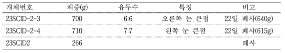 #GB-21 대리모 생산 자돈 생시정보