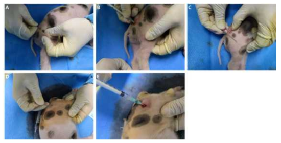 A),B) 23SCID-3-4개체 우측대퇴 골내 세포이식, C) 펀칭시 들어간 바늘의 길이, D),E) 23SCID-3-4개체 좌측대퇴 골내 세포이식