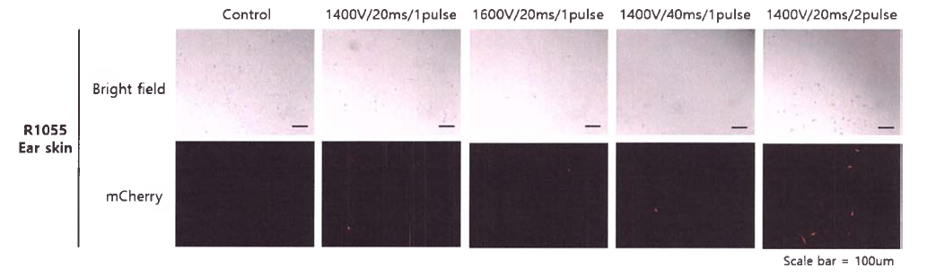 R1055 Ear skin 세포에 mCherry 벡터 삽입 1