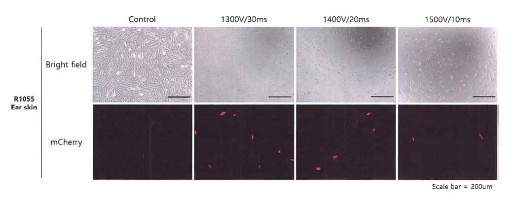 R1055 Ear skin 세포에 mCherry 벡터 삽입 2