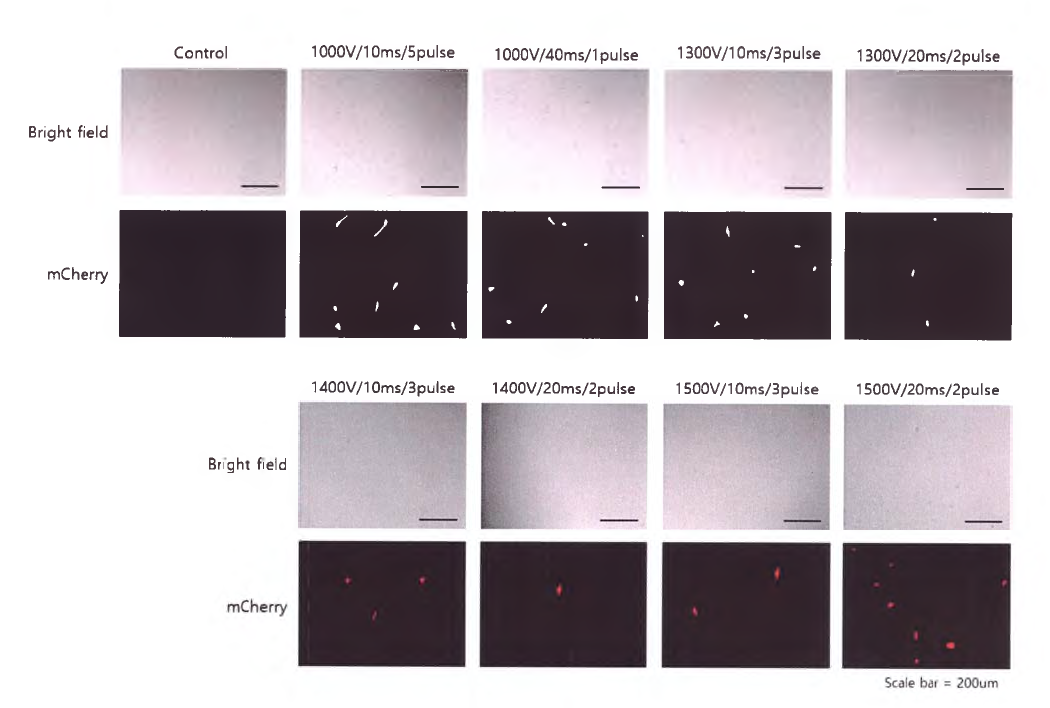 R1055 Ear skin 세포에 mCherry 벡터 삽입 3