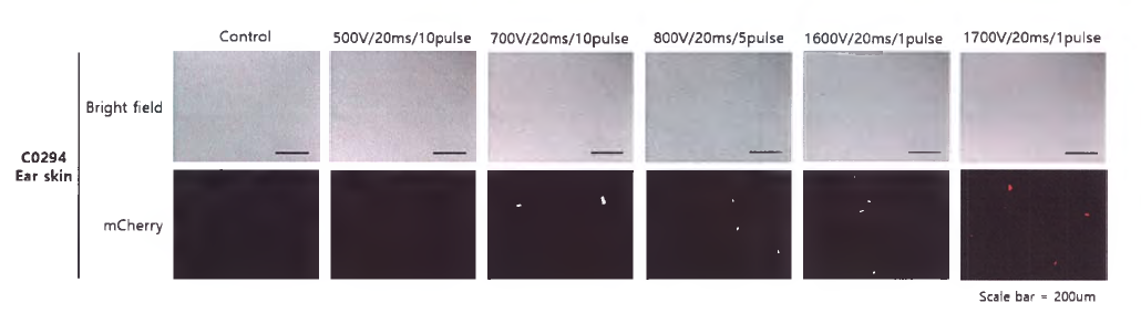 C0294 Ear skin 세포에 mCherry 벡터 삽입 2