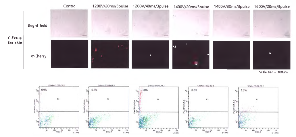 C. Fetus Ear skin 세포에 mCherry 벡 터 삽입