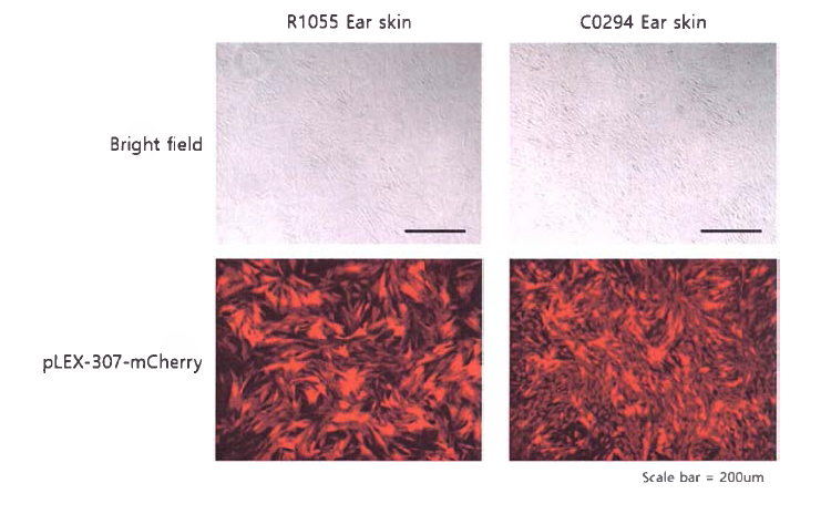 pLEX-307-mCherry 감염