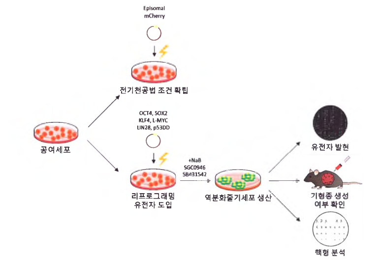 원숭이 체세포로부터 유도만능줄기세포 생산