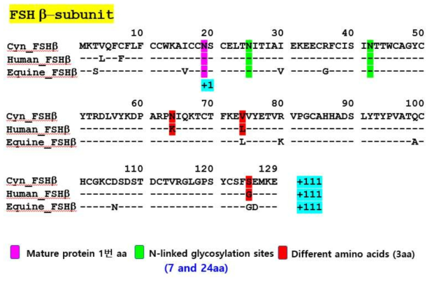 영장류 FSH 베타 분자의 아미노산 비교 분석결과