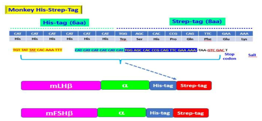 영장류 LH와 FSH의 single-chain에 His-Strep-tag 첨가 모델 구축