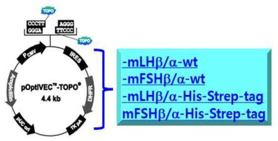 영장류 single-chain LH와 FSH의 pOptiVEC-TOPO 발현벡터 구축