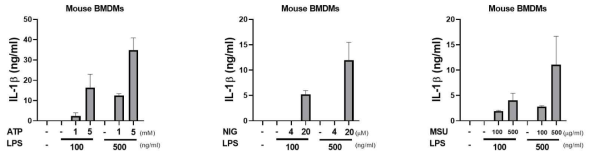 LPS-primed 마우스 BMDMs에서 ATP, MSU, nigericin에 의한 IL-1β 생성