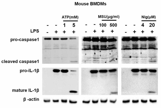 LPS-primed 마우스 BMDMs에서 ATP, MSU, nigericin에 의한 caspase-1 및 IL-1β cleavage