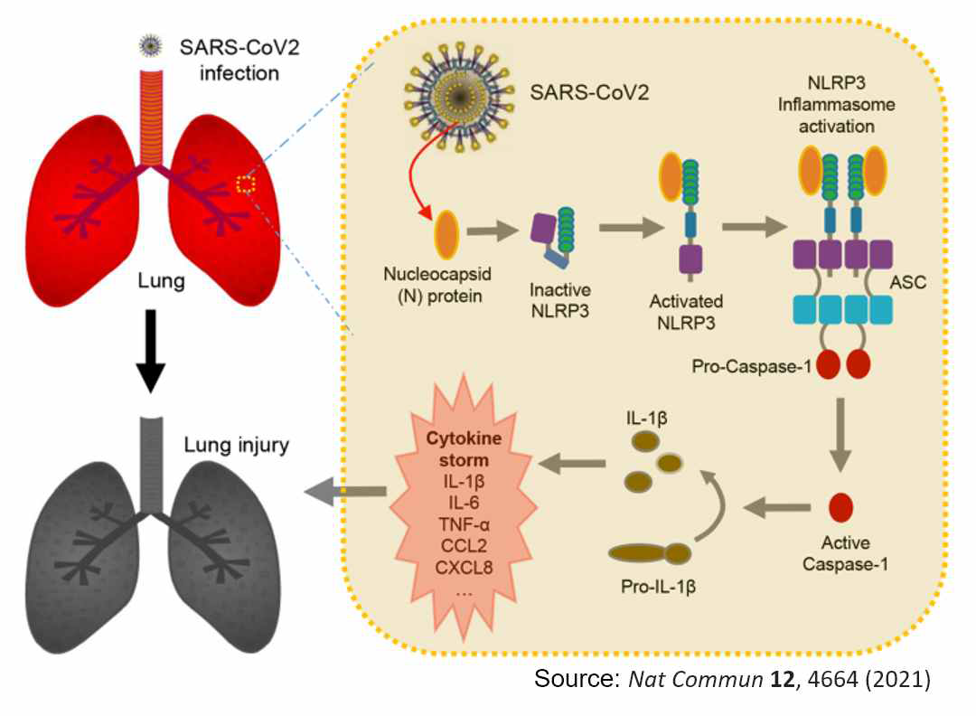 SARS-Cov-2 감염과 NLRP3 infllammasome 활성