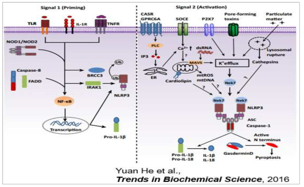 NLRP3 inflammasome의 활성 기전